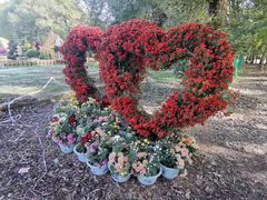 -上海共青森林公园