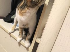 -瑞鹏宠物医院·宠保定点·心脏科·内科(御桥分院)