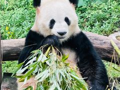 -重庆动物园·东二门售票处