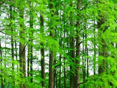 -上海共青森林公园