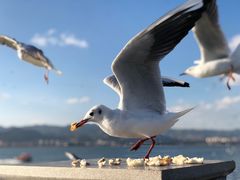 -海埂大坝