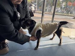 -顺强宠物诊所·狂犬免疫·夜诊·骨科(嘉定店)