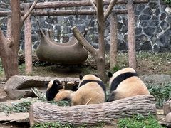 -都江堰中华大熊猫苑
