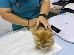 -美联众合动物医院·24h转诊中心