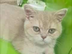 -唐小姐の猫狗洗护·购宠旗舰店(周浦万达店)