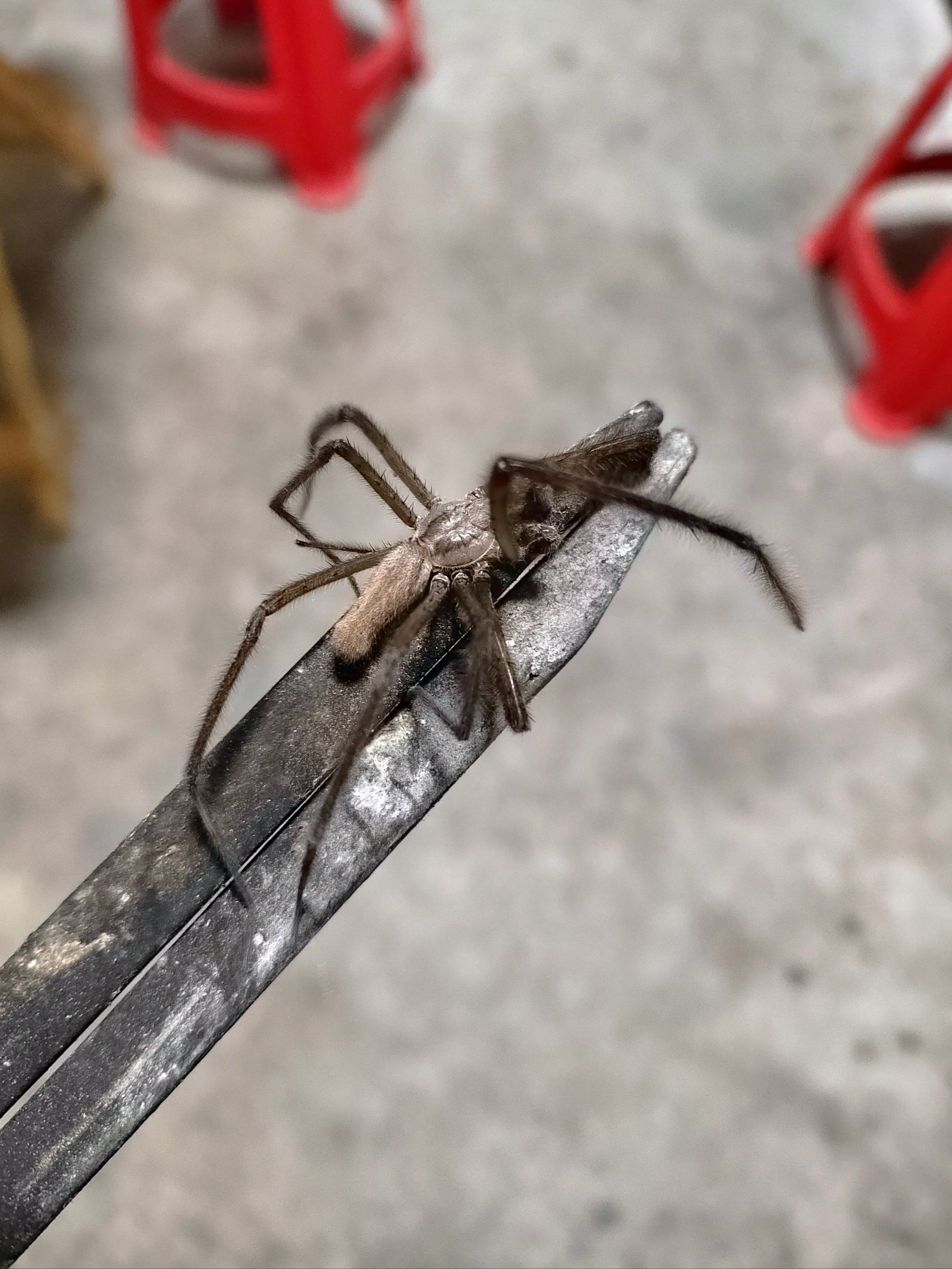 这么大的蜘蛛,可吓人了