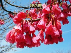 -上海辰山植物园