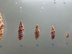 -青岛贝壳博物馆