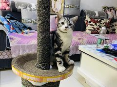 -派多格宠物·购宠(靛厂路店)