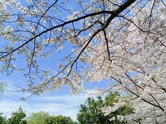 -花溪公园