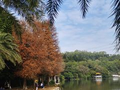 -深圳仙湖植物园