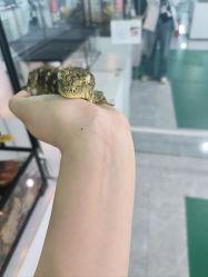 -神奇动物撸宠馆·羊驼·小浣熊·异宠(豫园店)