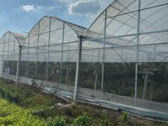 -马陆小张葡萄园农家乐