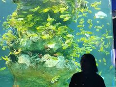 -芜湖新华联大白鲸海洋公园