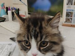 -佳雯宠物医院·皮肤科·内外科(春晓路分院)