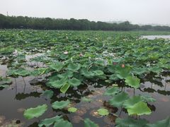-荷塘月色湿地公园·向阳花洲