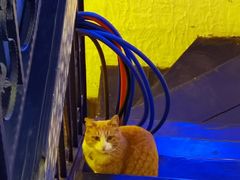 -Sirena海妖日咖夜酒