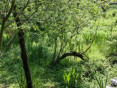 -西湖风景区-江洋畈生态公园