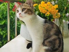 -lincat·猫舍(广州店)