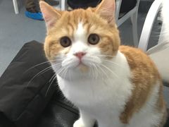 -喵的天空名猫咖啡馆·撸猫·猫舍·用品