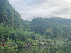 -深圳仙湖植物园