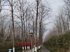-合肥滨湖国家森林公园