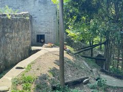 -都江堰中华大熊猫苑