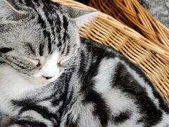 -猫友咖啡店(玉林西路店)
