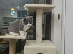 -lincat·猫舍(广州店)