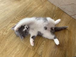 -萌宠亲子动物乐园(槐房万达店)