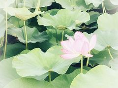 -梁鸿国家湿地公园