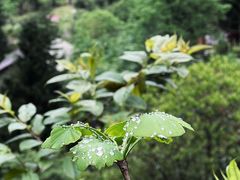 -鹿院坪生态旅游景区