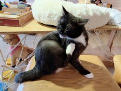 -猫咖时代(中山亭店)