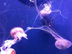 -成都浩海立方海洋公园