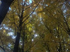 -钓鱼台国宾馆