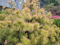 -青岛银沙滩温德姆至尊酒店