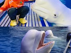 -秦皇岛乐岛海洋王国