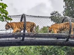 -深圳野生动物园