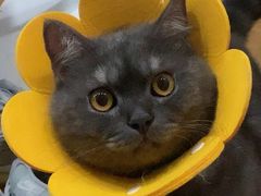 -绿茶餐厅(汇悦大融城店)