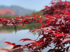 -西海岸生态观光园