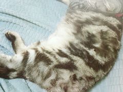 -李小姐の猫咖啡馆(五角场店)