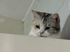 -四月宠物医院·猫专科·心脏专科·内科(转塘店)