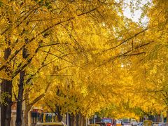 -三里屯东五街银杏大道