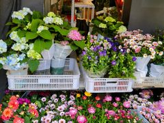 -溪岸路花鸟市场