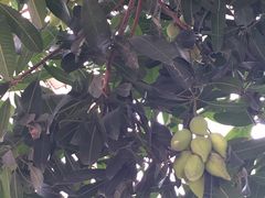 -南宁良凤江国家森林公园