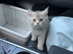 -艾贝尔宠物医院·24H转诊中心·肿瘤猫专科(江宁双龙店)