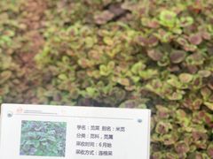 -前小桔亲子创意农场·草莓采摘·露营烧烤