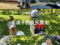 -爪吧宠物乐园 (温榆河示范区店)