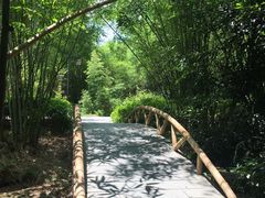 -大屏嶂森林公园