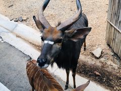 -清迈夜间动物园